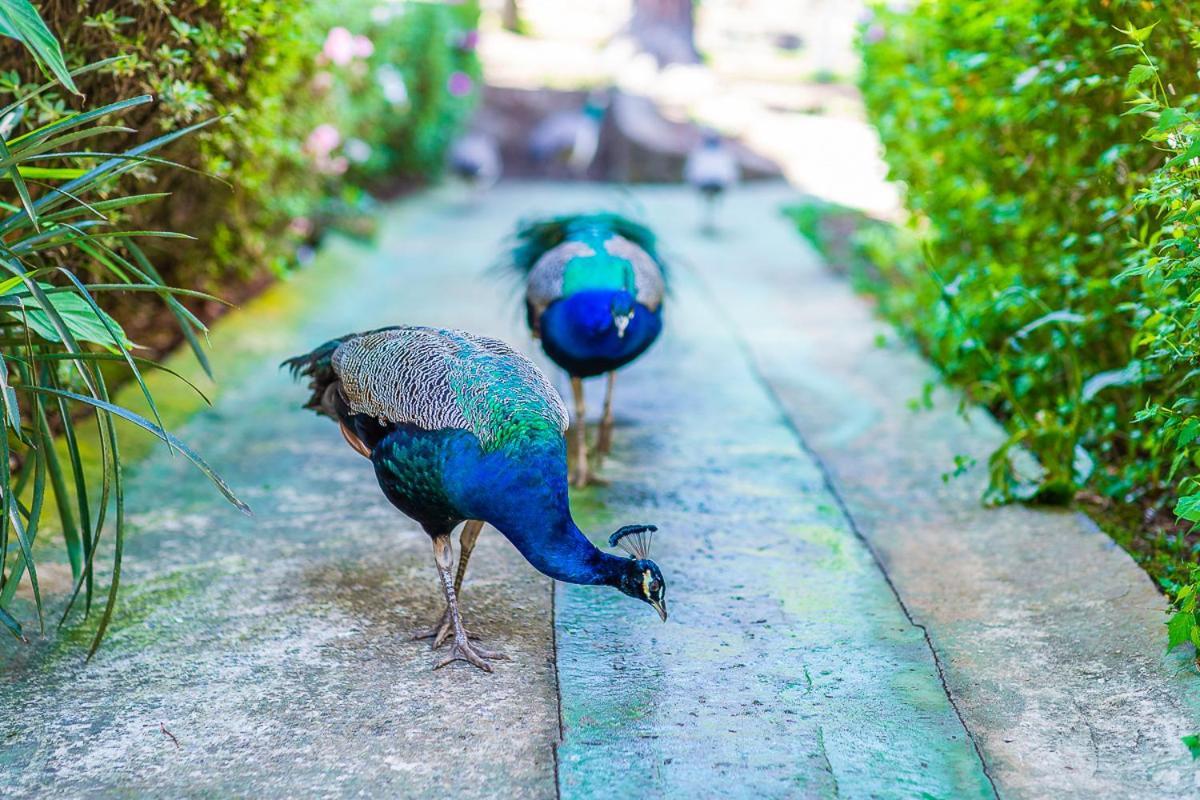 Pousada Villa D'Amore Monte Verde  Exteriér fotografie