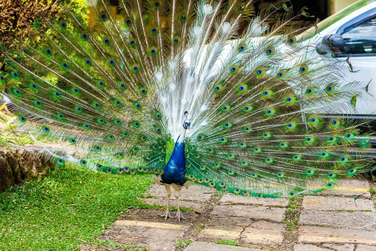 Pousada Villa D'Amore Monte Verde  Exteriér fotografie